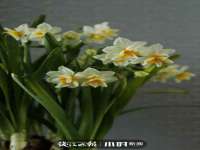 海口甘铵五金有限责任公司